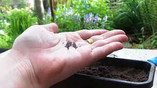 How to plant seeds for beginners Grow your own catnip and make the moggys happy [upl. by Arvin]