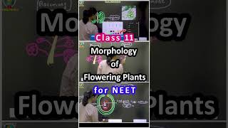 Morphology of Flowering Plants Class 11 NEET in English [upl. by Adaliah]