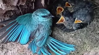 Verditer flycatcher Birds Mother feeds baby in nest Review Bird Nest [upl. by Hadwyn597]