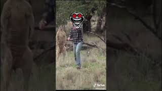 Canguro vs umano peleando por un perro [upl. by Annoerb592]