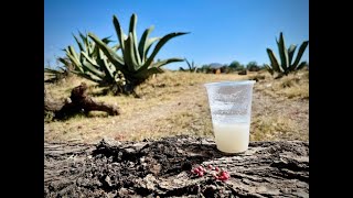 El Pulque sabias cuales son los beneficios de esta bebida natural e incomparable [upl. by Dorrehs41]