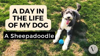 Sheepadoodle Day in the life of a dog  What it is like to live with a Sheepadoodle [upl. by Benco]