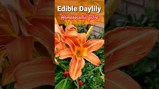 Using Daylily Flowers in Salads Hemerocallis fulva [upl. by Anairb325]