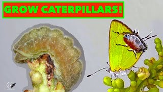 HOW TO FEED HAIRSTREAK CATERPILLARS BREEDING THE AMETHYST HAIRSTREAK [upl. by Jt]