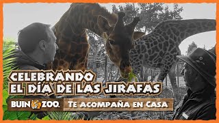 BUIN ZOO TE ACOMPAÑA EN CASA  CELEBRANDO EL DÍA DE LAS JIRAFAS [upl. by Etnoek]