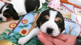 Too cute 17 day old BEAGLE PUPPIES from Molly x Crockett [upl. by Walli527]