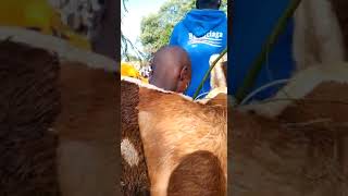 KALENJIN INITIATION CEREMONY CHEPTILET [upl. by Martinez15]