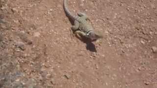 Eastern Collared Lizard Running [upl. by Avad803]