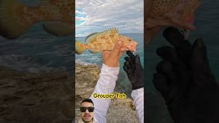 Yellow Grouper fish fishing fish saltwaterfishing fishinglife feedshorts shorts fishvideo [upl. by Nnylyak51]