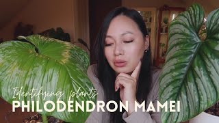 RARE PHILODENDRONS Philondendron Mamei and hybrids vs Philodendron Plowmanii amp Care Tips [upl. by Eiramannod316]