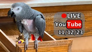 🔴🐦Einstein Parrot LIVE 11122023 [upl. by Leighton]