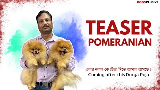 Teaser  Best Pomeranian Breeder  কেন সেরা  নকল কে টেক্কা দিতে আসল আসছে পুজোর পর [upl. by Annaeed]