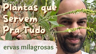 10 Ervas Medicinais MILAGROSAS Fáceis de Cultivar [upl. by Einatirb671]