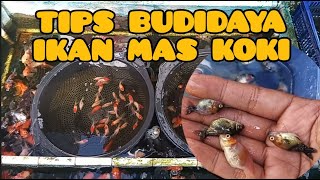 TIPS BUDIDAYA IKAN MAS KOKI BIAR CEPAT BESAR [upl. by Kletter26]