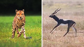 Fastest Animals On This Planet 1 [upl. by Rider]