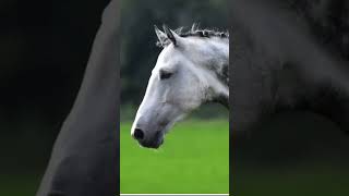 Grey dapples horse Grey Dapple Horse [upl. by Malloch]