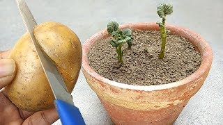 Grow potato easily from cutting  Grow at home [upl. by Niles515]