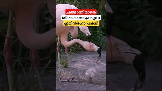 തലകുത്തിനിന്ന് ഭക്ഷണം കഴിക്കുന്ന പക്ഷി shortsvideo [upl. by Siroved]