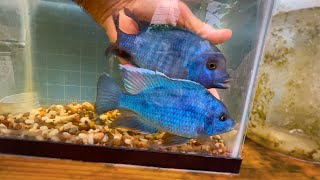 Royal Blue Dolphin Cichlid [upl. by Winthrop878]