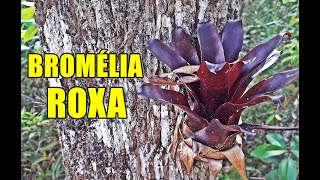 ACHEI UMA BROMÉLIA ROXA NA FLORESTA [upl. by Samuele59]