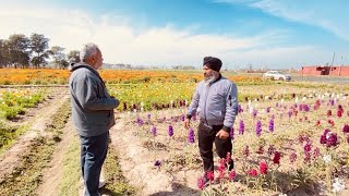 shergill farm patiala 🥰 [upl. by Whorton]