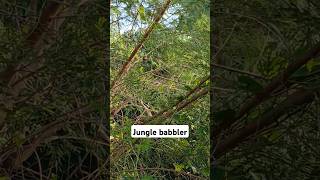 Jungle babblerNepal nature mental peace birdwatching [upl. by Bernadina673]