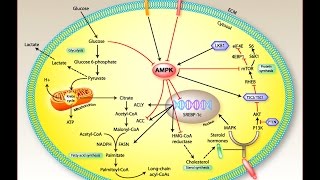 Is this molecule the cause of fibromyalgia symptoms [upl. by Casper]