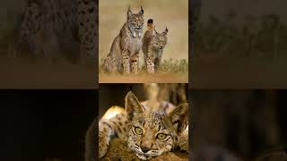 Iberian Lynx How Tech is Saving Spains Endangered Wild Cat from Extinction [upl. by Chak578]