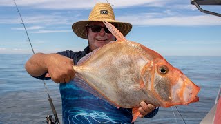 Jigging up Big Blue Morwong  Bight Redfish amp a Big Silver Dory [upl. by Egres852]