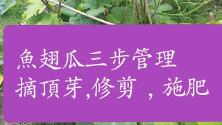 种瓜，魚翅瓜中期管理，摘頂芽，修剪及施肥管理2020年8月3日 [upl. by Namaj649]