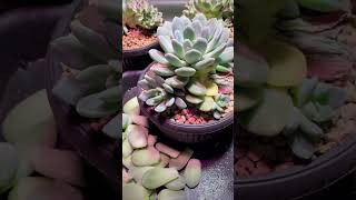 2000PCS SUCCULENT PLANTS LIKE THIS TO BE TRIM succulent plants cactus garden flowers gardening [upl. by Huey]