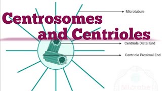 Centrosomes in Animal cell [upl. by Palla323]