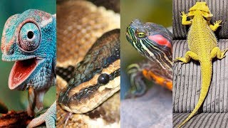 4 DE LOS MEJORES REPTILES PARA TENER COMO MASCOTA [upl. by Flieger]