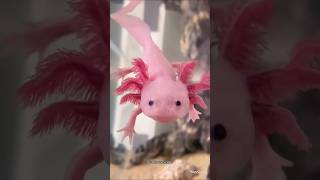 The Most Amazing Animal on Earth Meet the Incredible Axolotl 🦎 Shorts [upl. by Ljoka937]