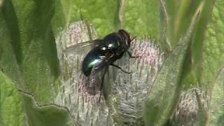 Blow Fly Calliphoridae Calliphora on Blossom [upl. by Grochow]