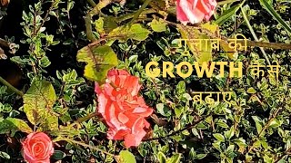 Ornamental plant l Gulab ki growth kaise badhaye l Rose plant growing tips trending video rose [upl. by Esinehc]