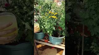 How to get more chamanthi flowers terracegarden youtubeshorts shorts [upl. by Darius]