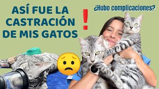 ASÍ FUE LA CASTRACIÓN DE MIS GATOS  ¿Hubo complicaciones  Lauvet [upl. by Pacian117]