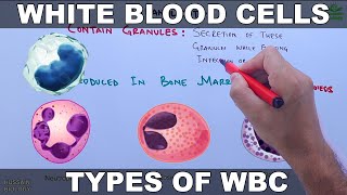 White Blood Cells  Leucocytes [upl. by Anayra]