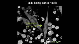 TCell Killing Cancer Cell ai robotlearning generativeaitools [upl. by Romaine]