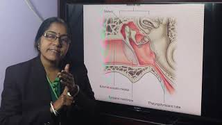 Lecture On Anatomy Of The Tympanic Membrane [upl. by Basile]