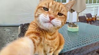 Laugh all day with these funny cat videos Funny Cats 2024 [upl. by Mata]