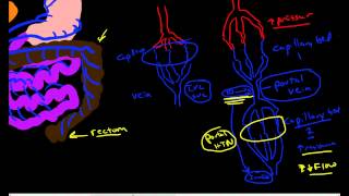 Hepatic Portal Circulation Anatomy amp Physiology [upl. by Lari]