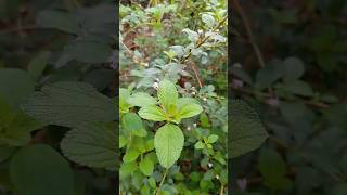 Melissa officinalis planta medicinal melissa youtubeshort viraliza shortsviral [upl. by Solita430]