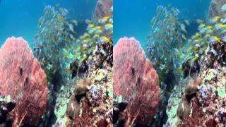 Underwater Thailand Adventures in the Andaman Sea 3D Diving Footage Trailer [upl. by Russi720]