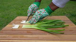 REGROW SCALLIONSGREEN ONIONS FROM KITCHEN SCRAPS scallions greenonion garden gardening grow [upl. by Ruhtracam]