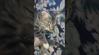 😍 shortvideo cat animaisbonitinhos crescernoyoutube animaisfofinhos [upl. by Nnanerak124]