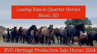 Lauing Ranch Quarter Horses BVD Heritage Production Sale Horses Online Sept 1015 2024 [upl. by Mafala]