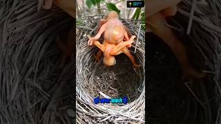 Baby Birdbirdloverbabychidiyafactshortshortvideo [upl. by Tebzil]