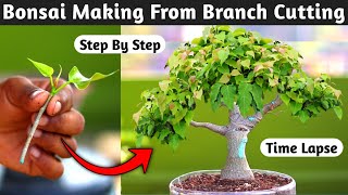 Bonsai Making From Branch Cutting [upl. by Tichon]